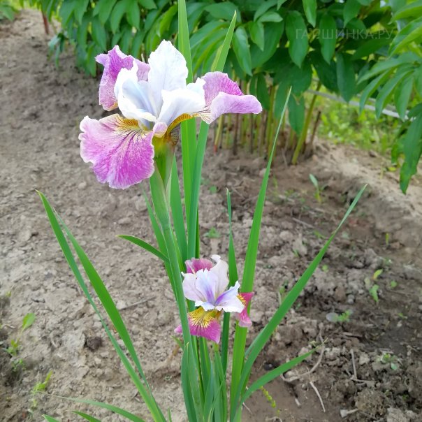 превью изображения отзыва