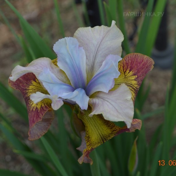 превью изображения отзыва