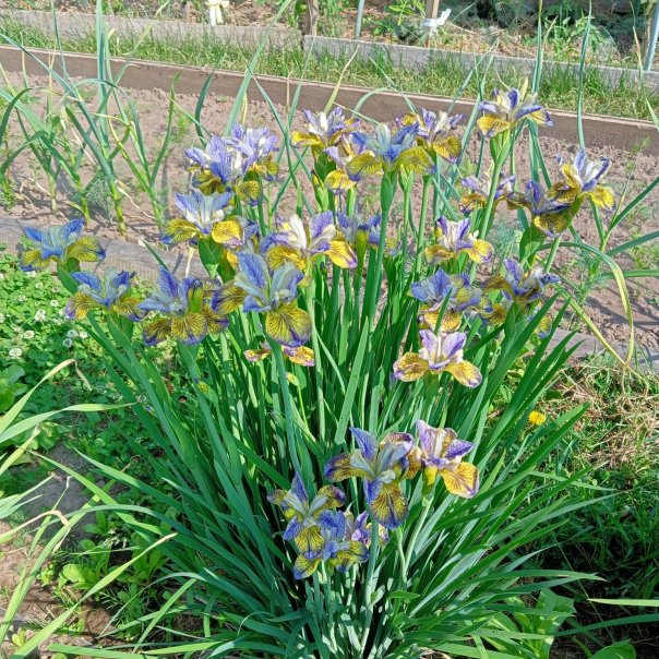 превью изображения отзыва