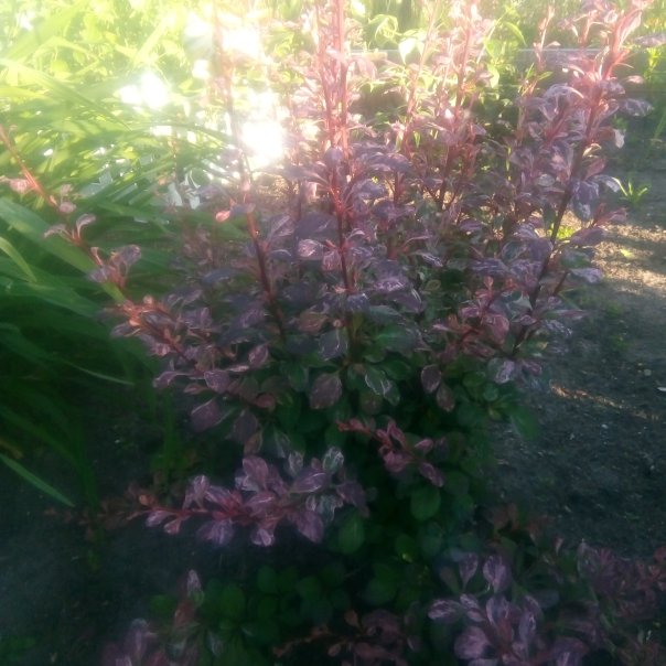 превью изображения отзыва