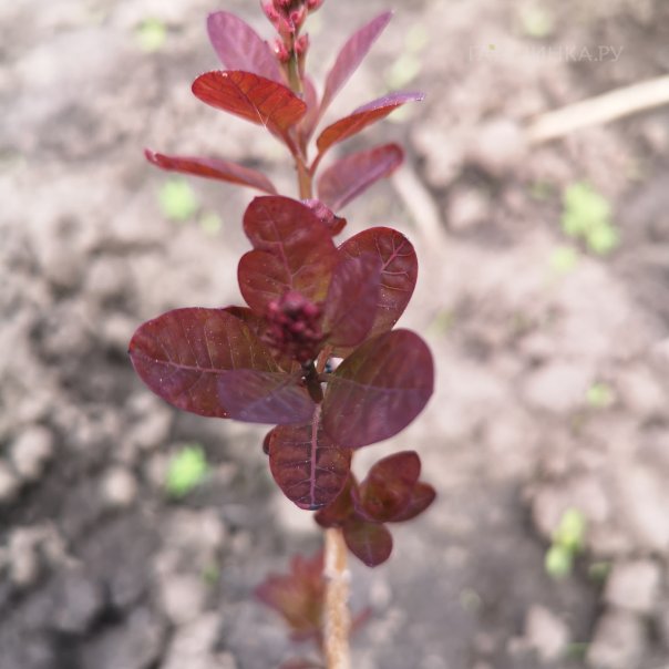 превью изображения отзыва