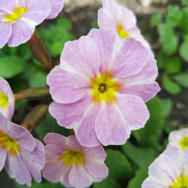 превью изображения отзыва