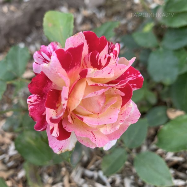 превью изображения отзыва