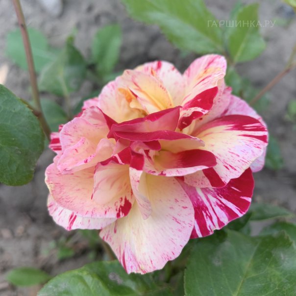 превью изображения отзыва