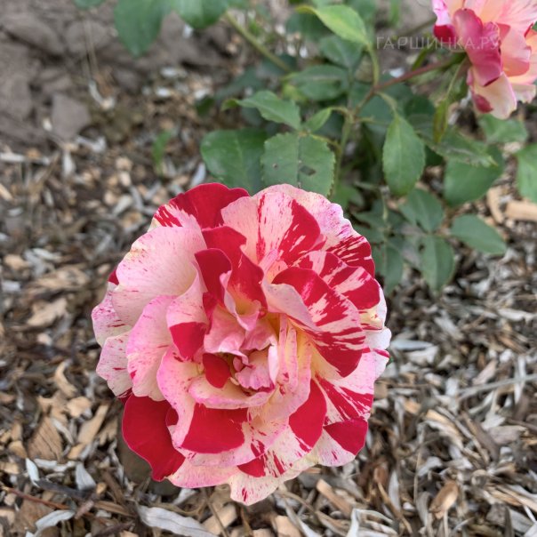 превью изображения отзыва