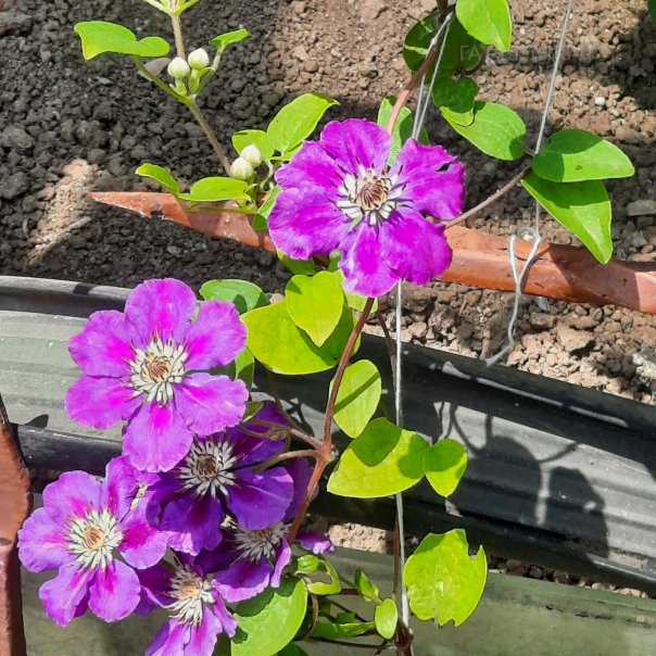 превью изображения отзыва