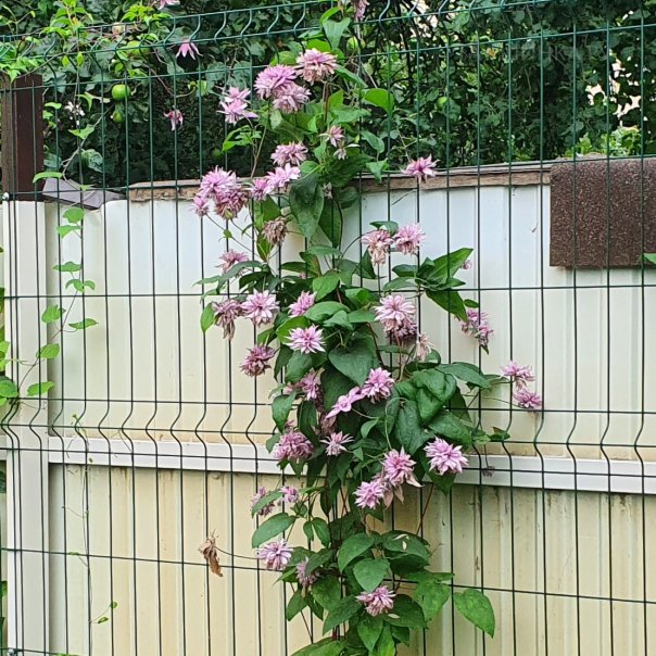 превью изображения отзыва