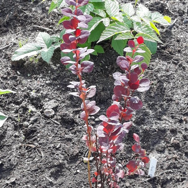 превью изображения отзыва