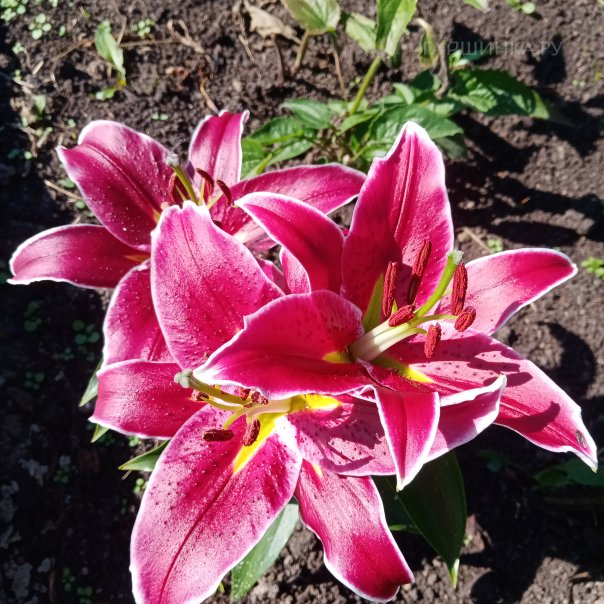 превью изображения отзыва