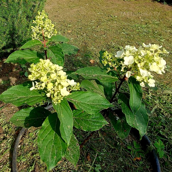 превью изображения отзыва