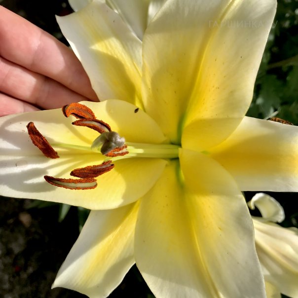 превью изображения отзыва