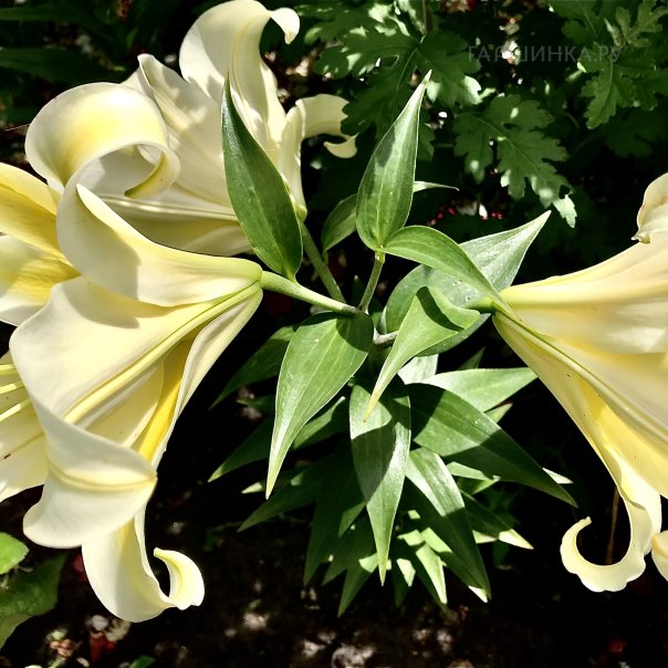 превью изображения отзыва