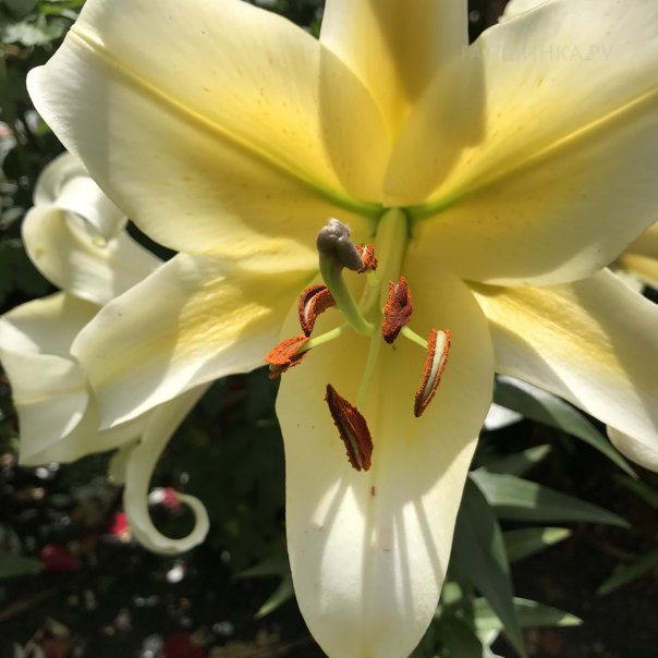 превью изображения отзыва