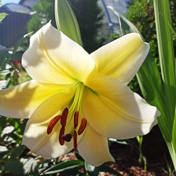 превью изображения отзыва