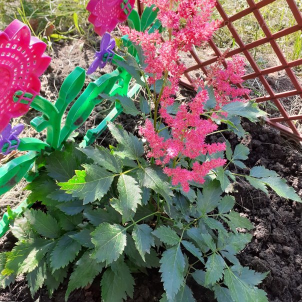 превью изображения отзыва