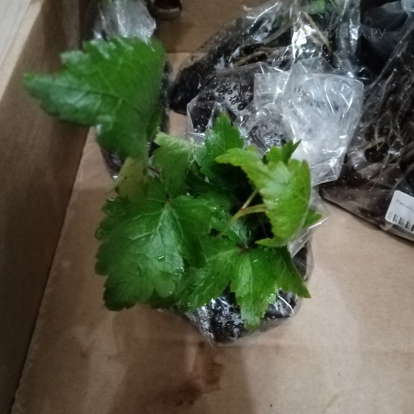 превью изображения отзыва