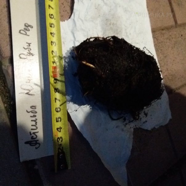 превью изображения отзыва