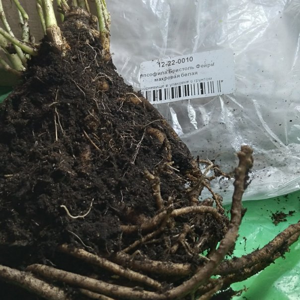 превью изображения отзыва