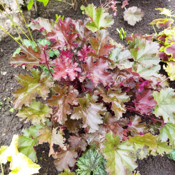 превью изображения отзыва