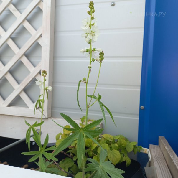 превью изображения отзыва