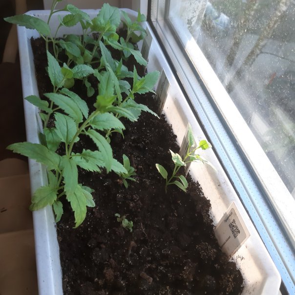 превью изображения отзыва