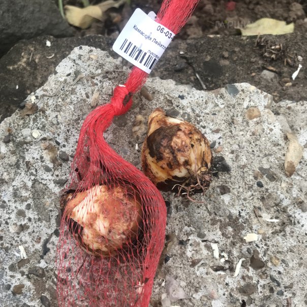 превью изображения отзыва