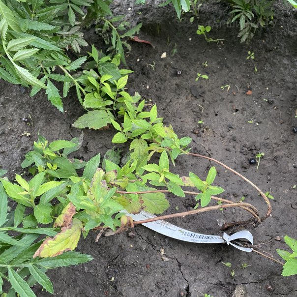 превью изображения отзыва