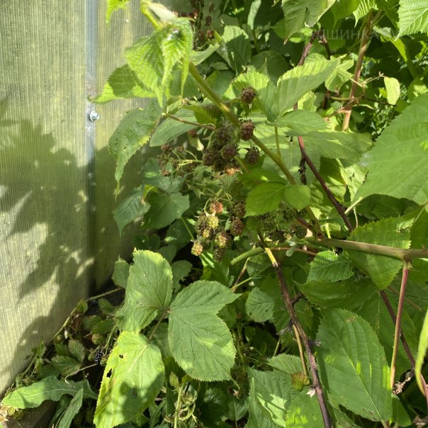 превью изображения отзыва