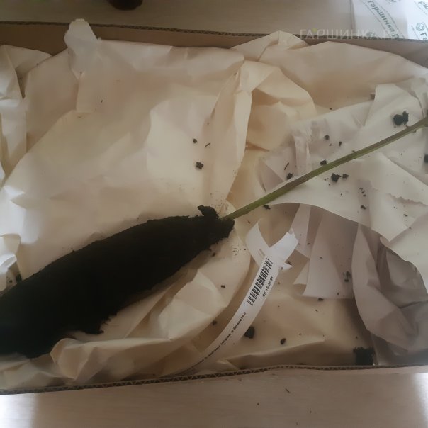 превью изображения отзыва