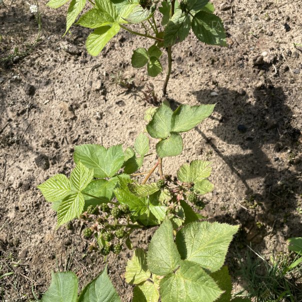 превью изображения отзыва