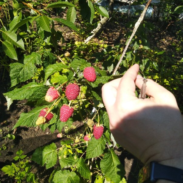 превью изображения отзыва