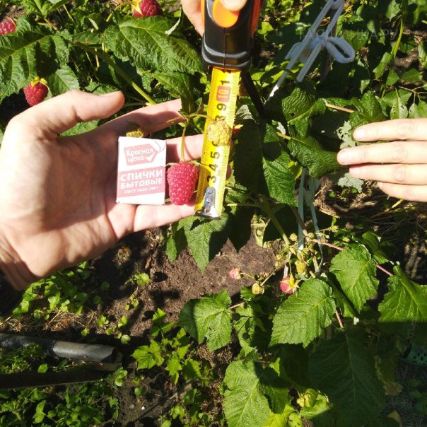 превью изображения отзыва