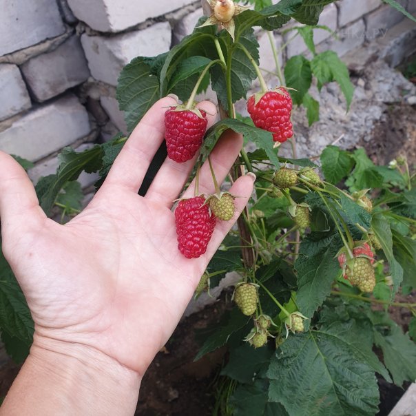 превью изображения отзыва