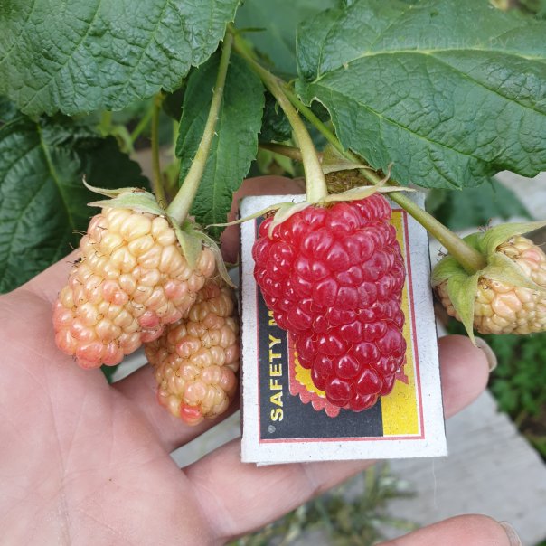 превью изображения отзыва