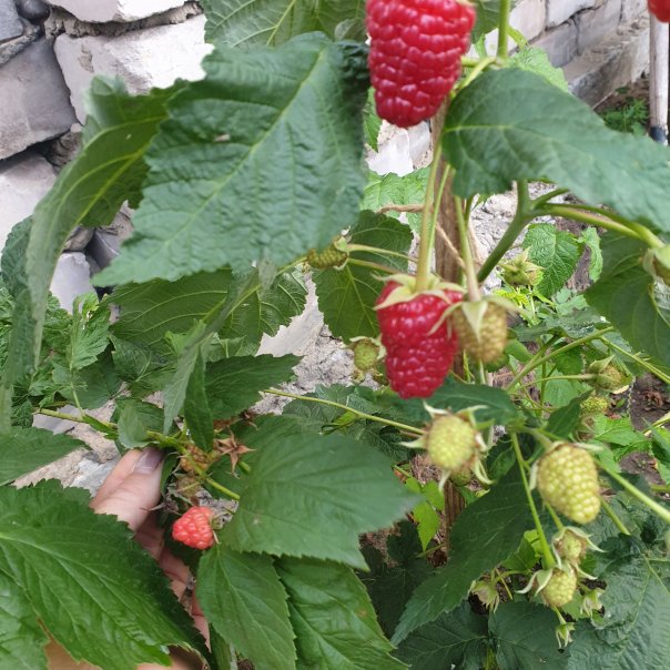 превью изображения отзыва