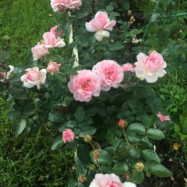 превью изображения отзыва