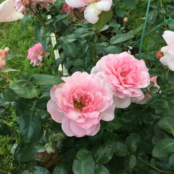 превью изображения отзыва