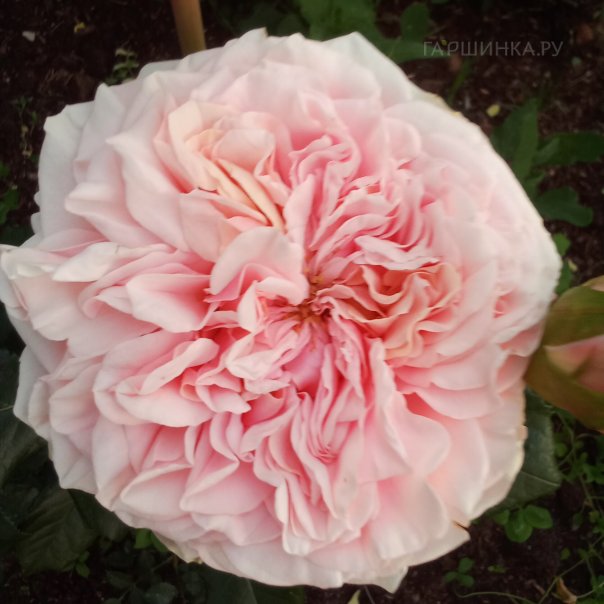 превью изображения отзыва