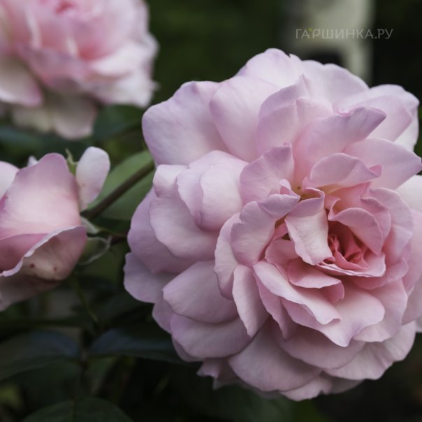 превью изображения отзыва