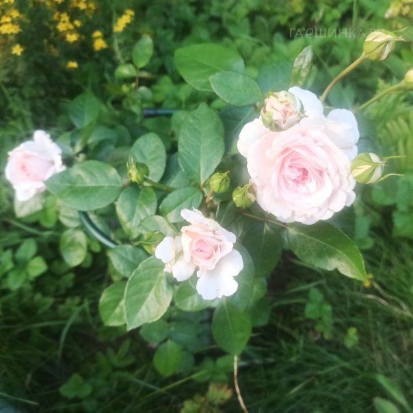 превью изображения отзыва