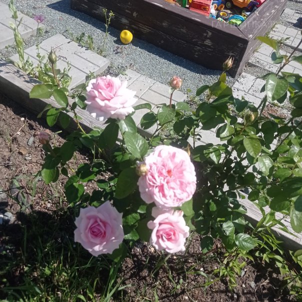 превью изображения отзыва