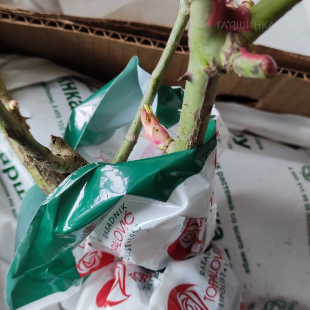 превью изображения отзыва