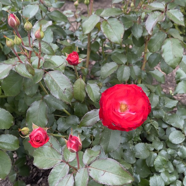 превью изображения отзыва