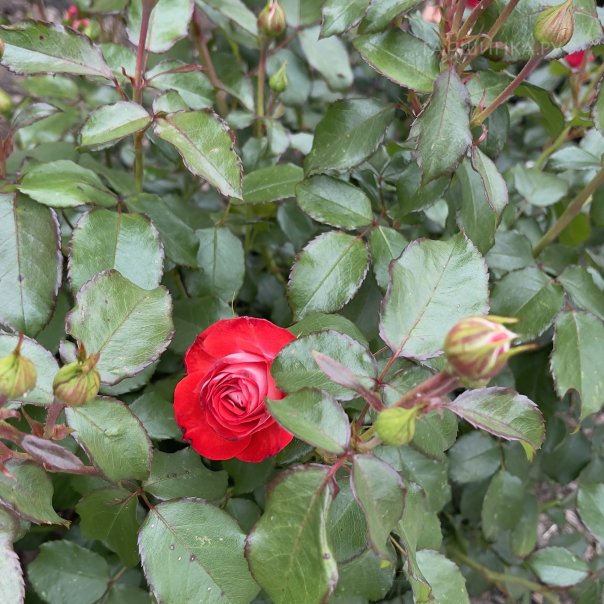 превью изображения отзыва