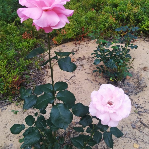 превью изображения отзыва