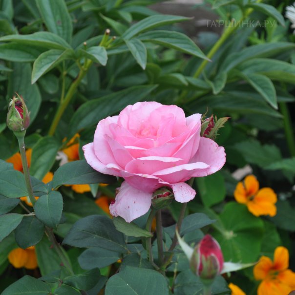 превью изображения отзыва