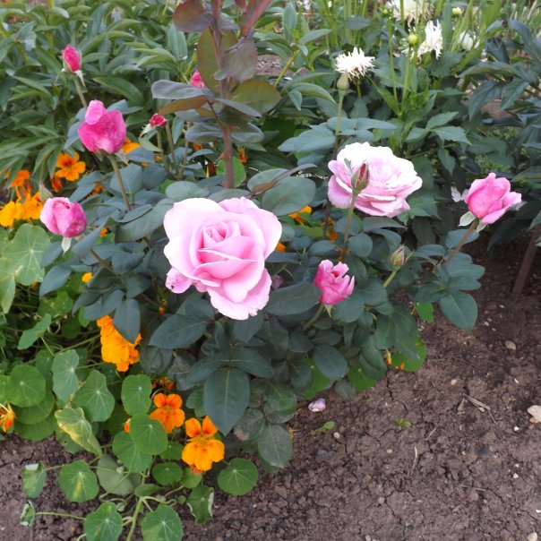 превью изображения отзыва