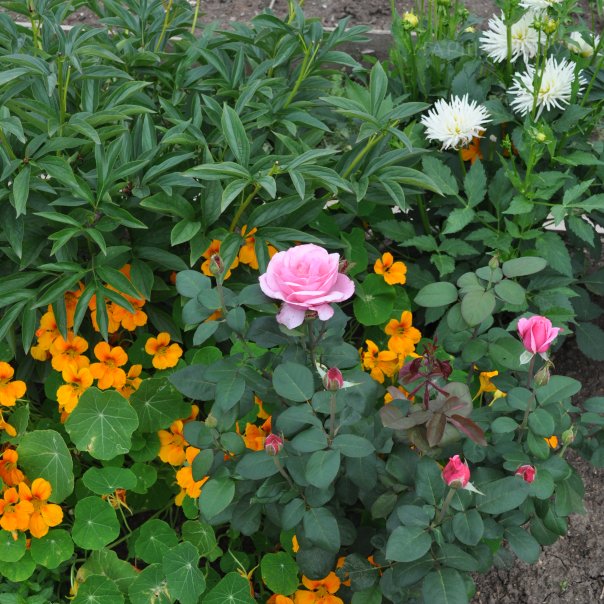 превью изображения отзыва