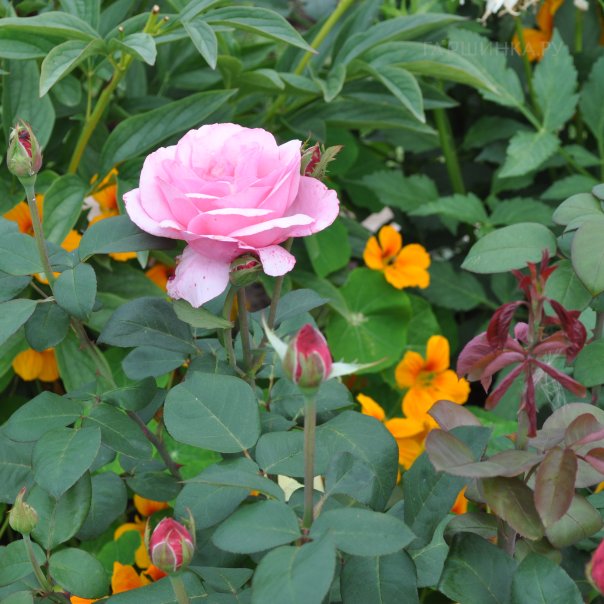 превью изображения отзыва