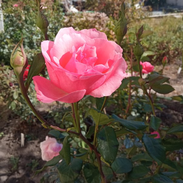 превью изображения отзыва